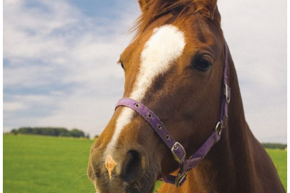 Amazing Excursion Caballo Barcelona&nbsp;Package